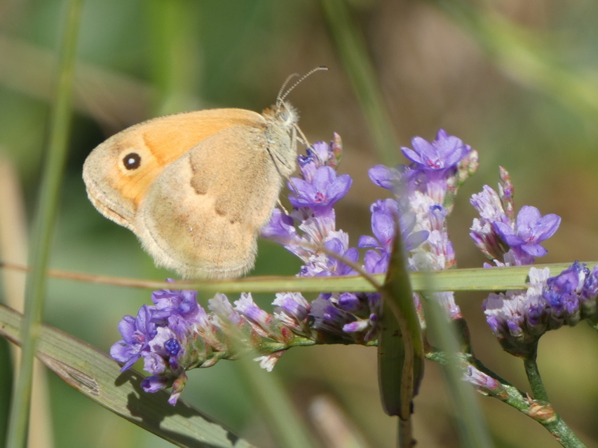 Coenonympha pamphilus - kis szénalepke