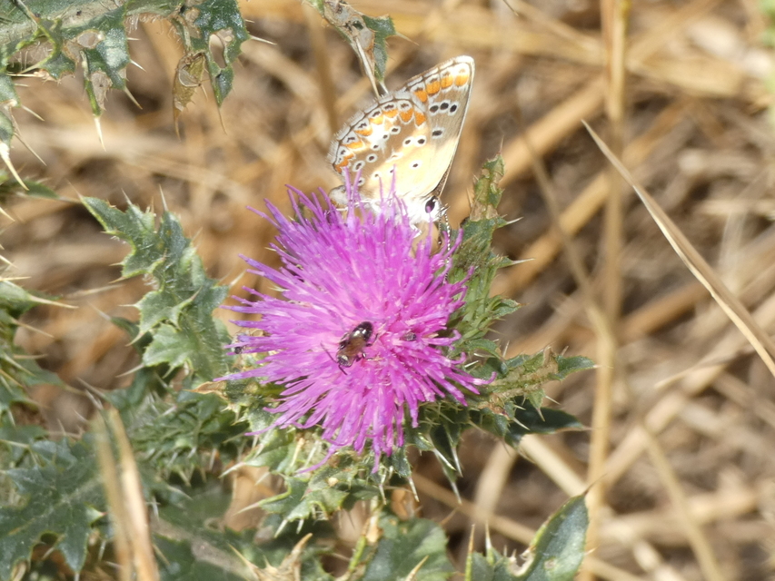 Aricia agestis - szerecsenboglárka
