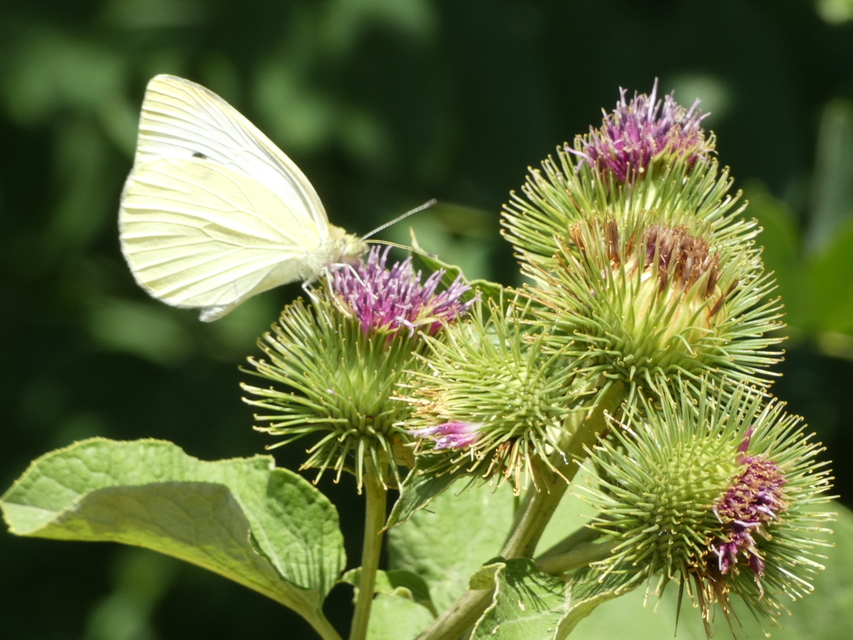 Pieris rapae - répalepke