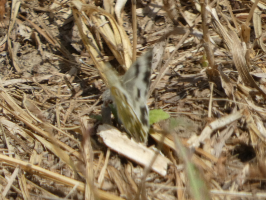 Pontia edusa - rezedalepke