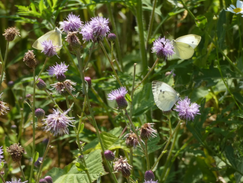 Pieris rapae - répalepke