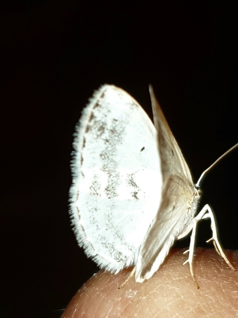 Lomographa temerata - foltos fehéraraszoló