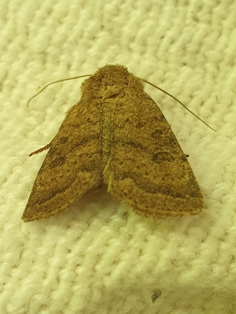 Hoplodrina octogenaria - barna selymesbagoly