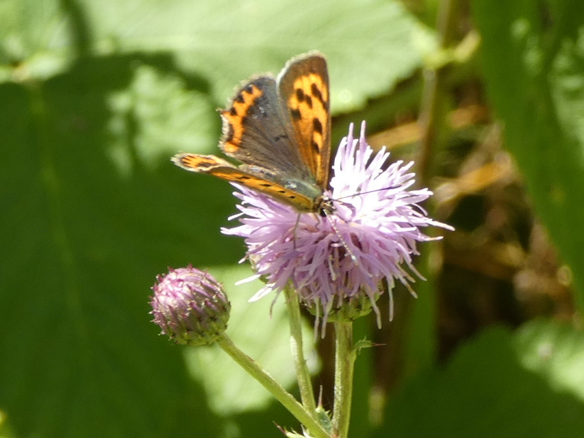 Lycaena phlaeas - közönséges tűzlepke
