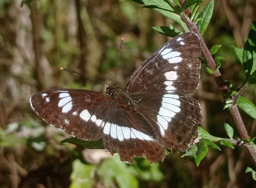 Limenitis camilla - kis lonclepke