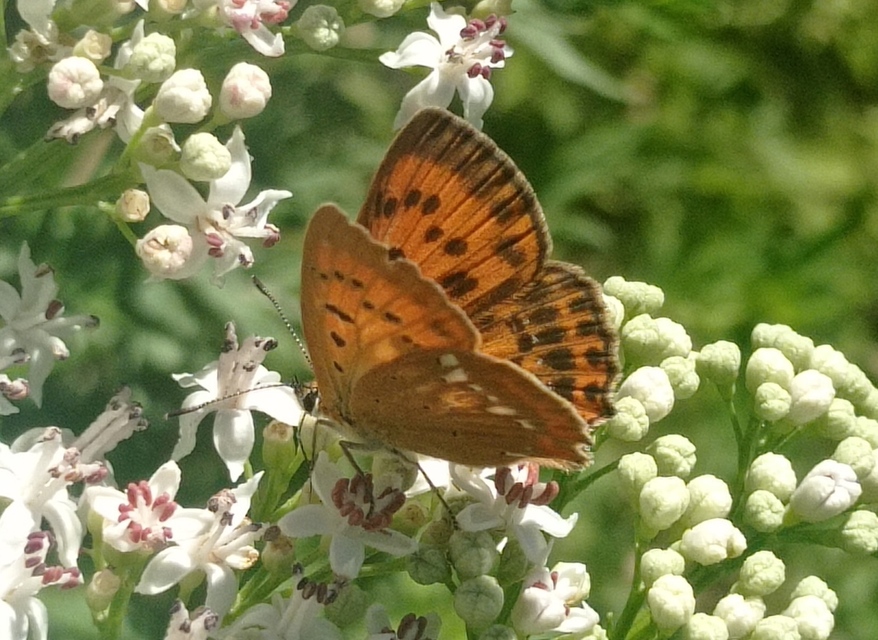 Lycaena virgaureae - arany-tűzlepke