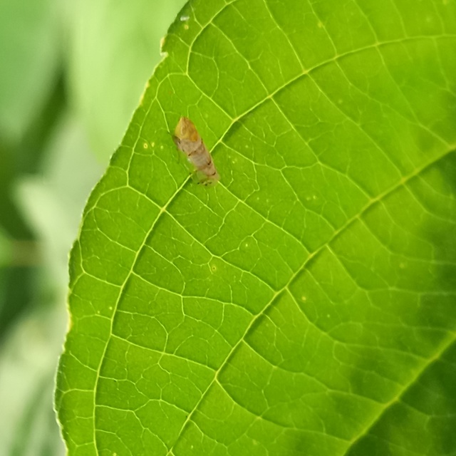 Japananus hyalinus
