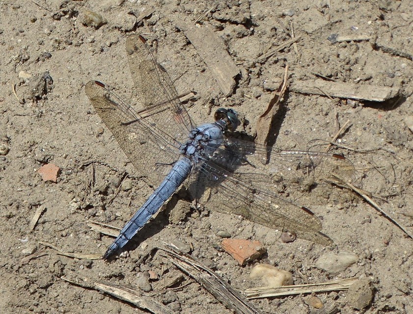 Orthetrum brunneum - pataki pásztorszitakötő