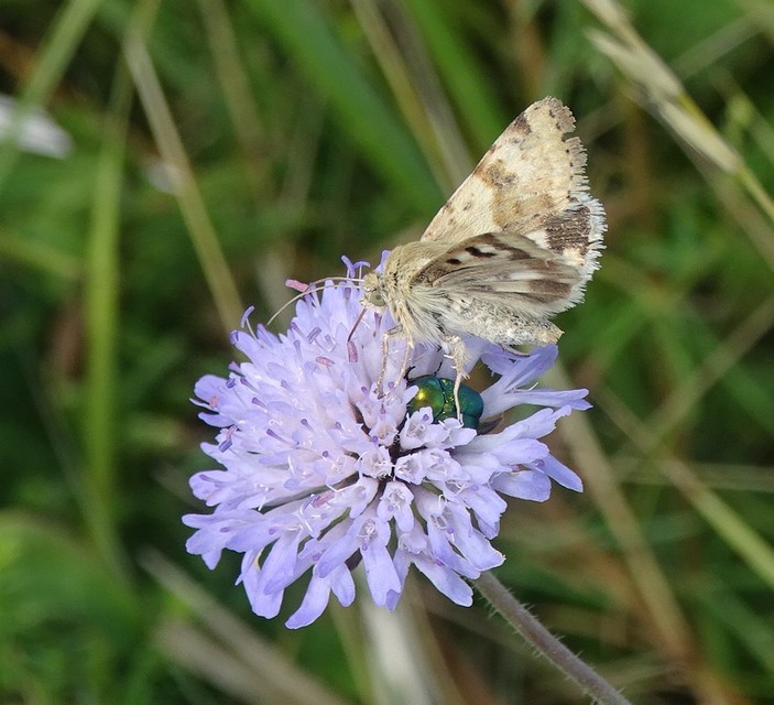 Heliothis viriplaca - mácsonyabagoly