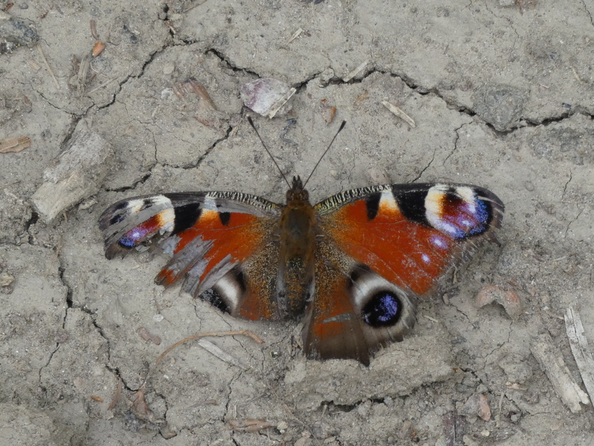 Nymphalis io - nappali pávaszem
