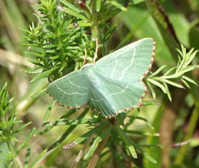 Thalera fimbrialis - csipkésszélű zöldaraszoló