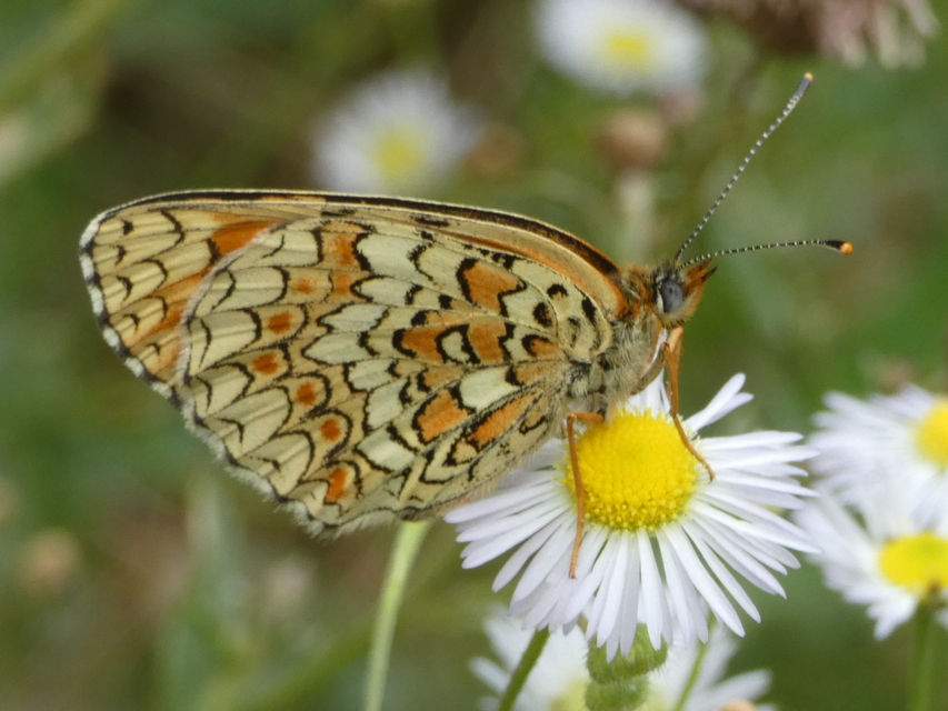 Melitaea phoebe - nagy tarkalepke