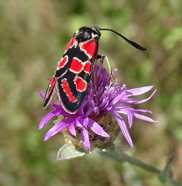 Zygaena carniolica - fehérgyűrűs csüngőlepke