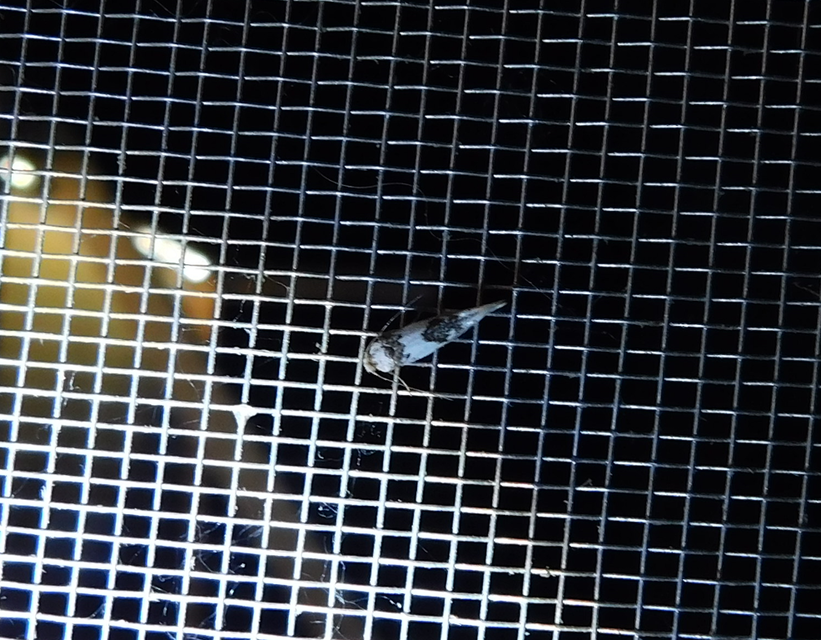 Episcythris triangulella - mediterrán zöldmoly