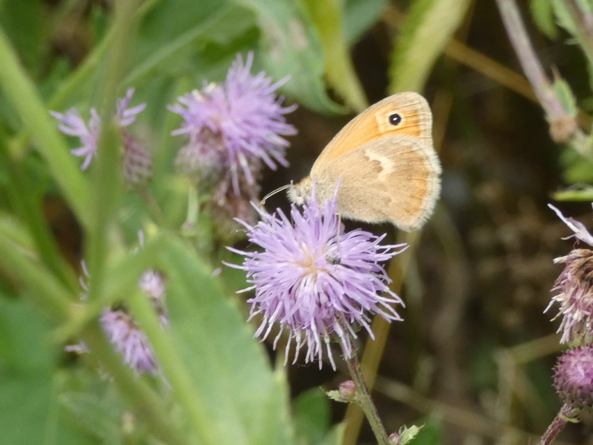 Coenonympha pamphilus - kis szénalepke