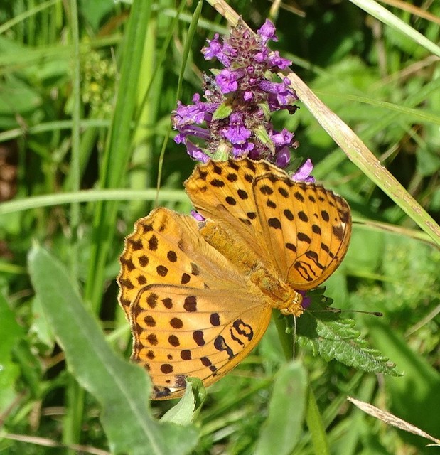 Argynnis laodice - keleti gyöngyházlepke