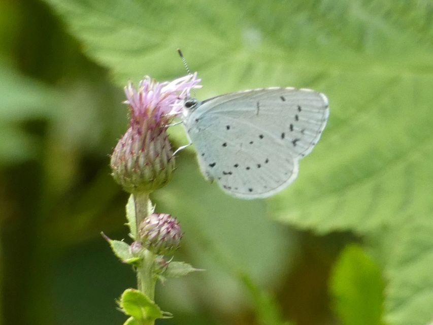 Celastrina argiolus - bengeboglárka
