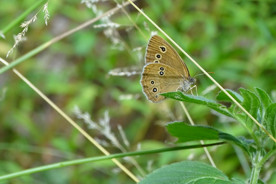 Aphantopus hyperanthus - közönséges ökörszemlepke