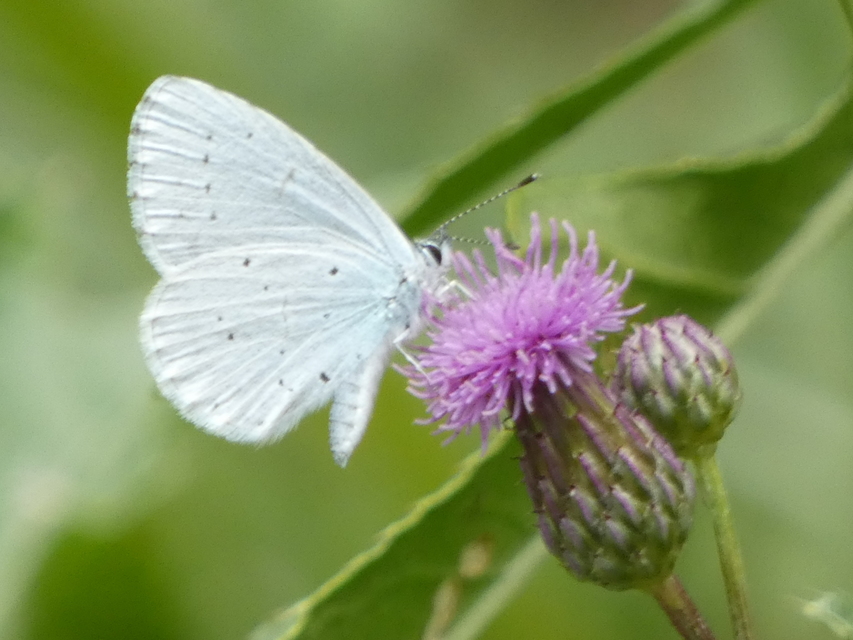 Celastrina argiolus - bengeboglárka