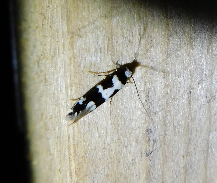 Neurothaumasia ankerella - magyarmoly