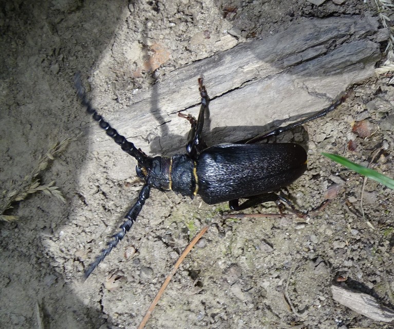 Prionus coriarius - csőszcincér