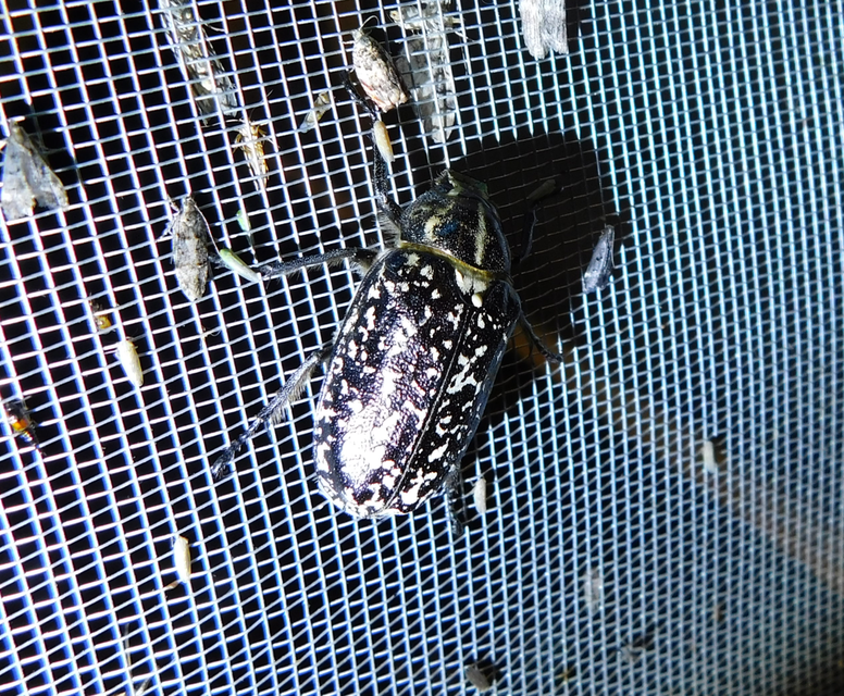 Polyphylla fullo - csapó cserebogár