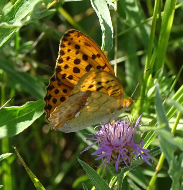 Argynnis laodice - keleti gyöngyházlepke