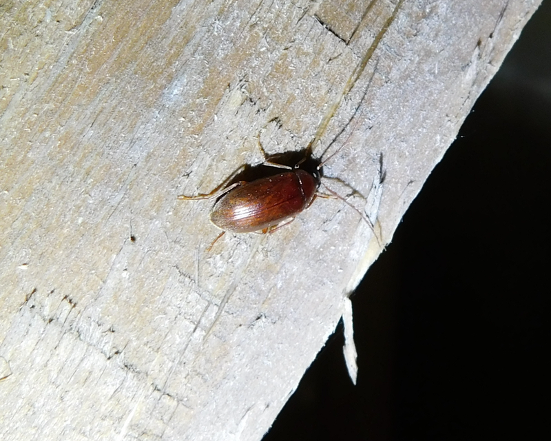Hymenalia rufipes - rőtlábú alkonybogár