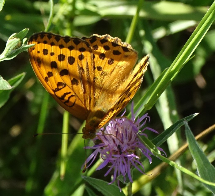 Argynnis laodice - keleti gyöngyházlepke