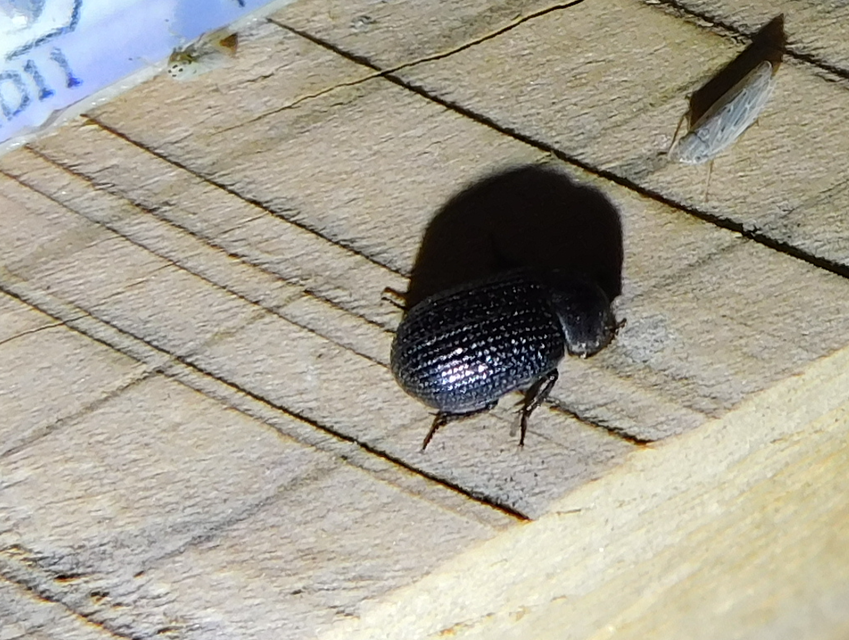 Trox perrisii - fészeklakó irhabogár