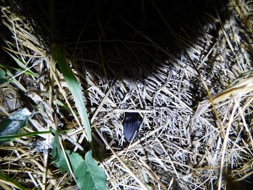Silpha carinata - karimás dögbogár