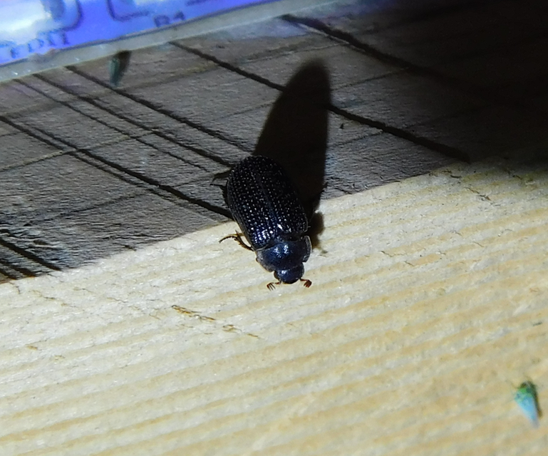 Trox perrisii - fészeklakó irhabogár