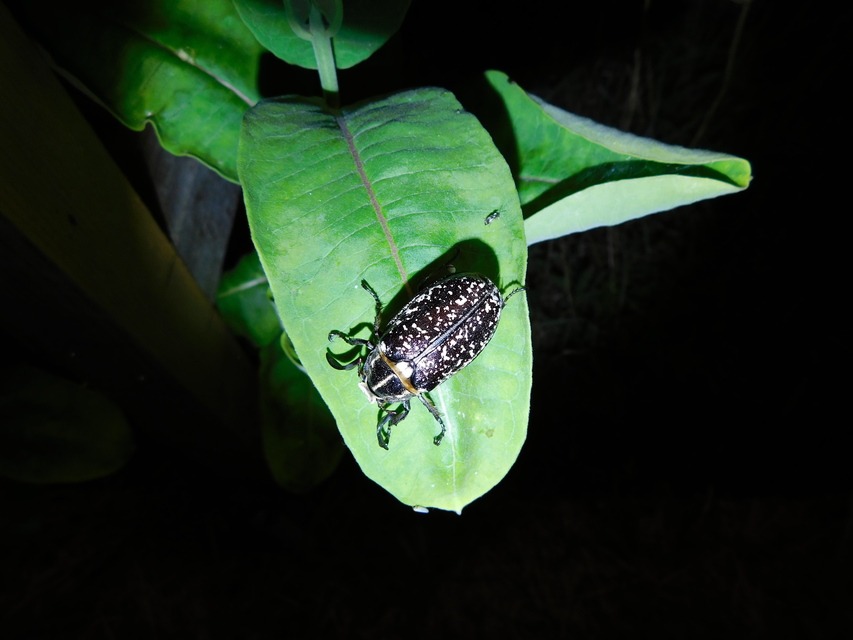Polyphylla fullo - csapó cserebogár