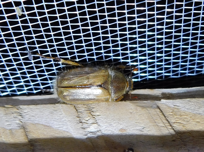 Amphimallon solstitiale - bordás sárgacserebogár