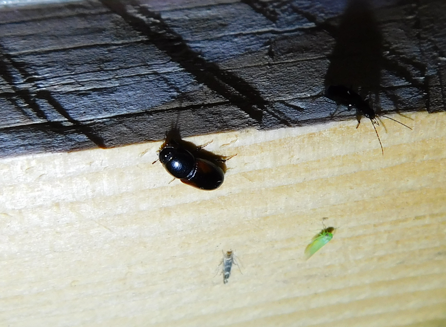 Aphodius varians - változékony trágyabogár