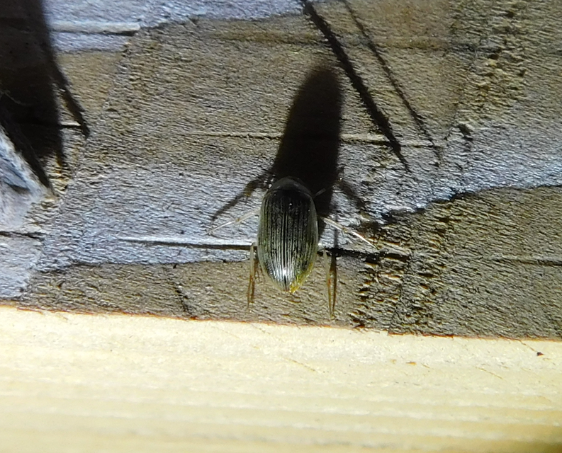 Berosus Berosus