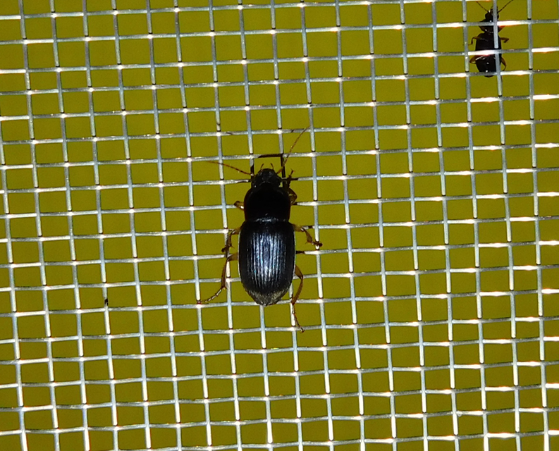 Harpalus griseus - kis selymesfutó