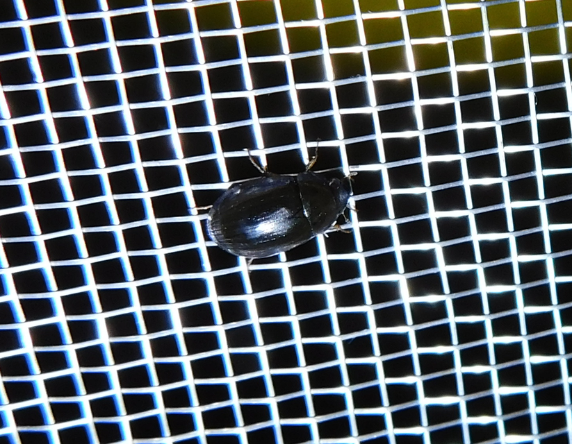 Hydrobius