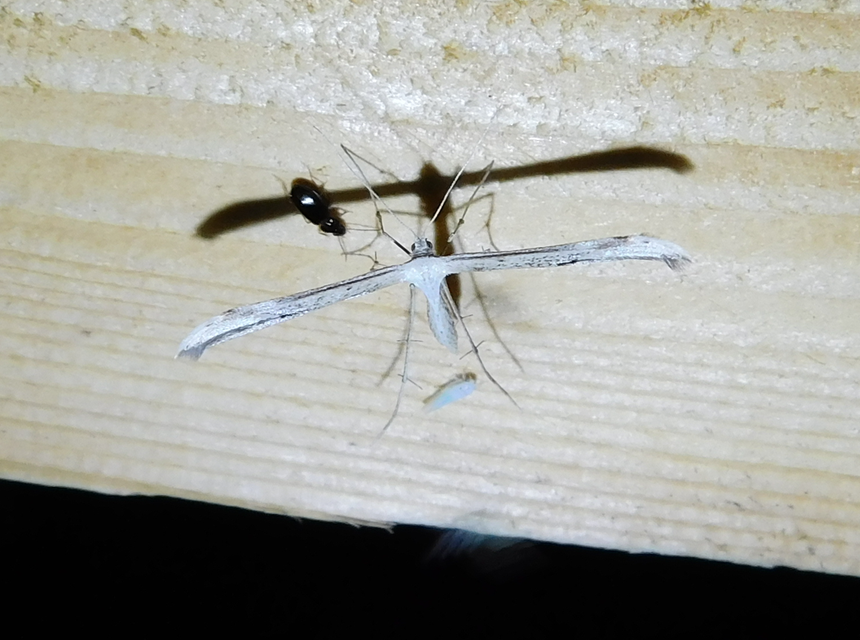 Emmelina monodactyla/argoteles