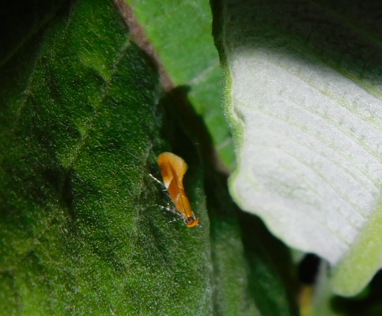 Epicallima formosella - kéreglakó díszmoly
