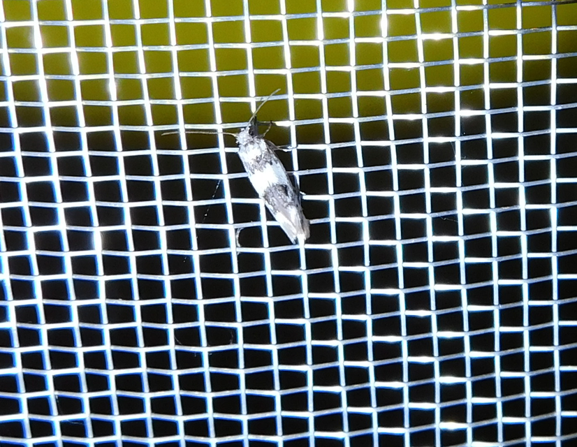 Episcythris triangulella - mediterrán zöldmoly