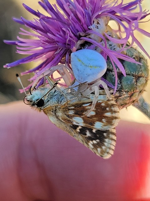 Spialia orbifer - törpe busalepke