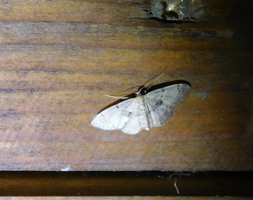 Idaea laevigata - sötétfoltos apróaraszoló