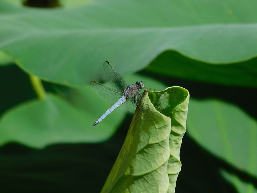 Orthetrum coerulescens - karcsú pásztorszitakötő