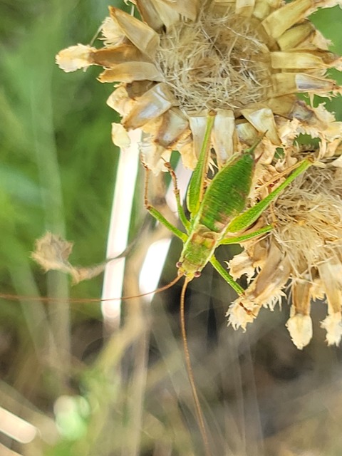 Leptophyes albovittata - közönséges virágszöcske