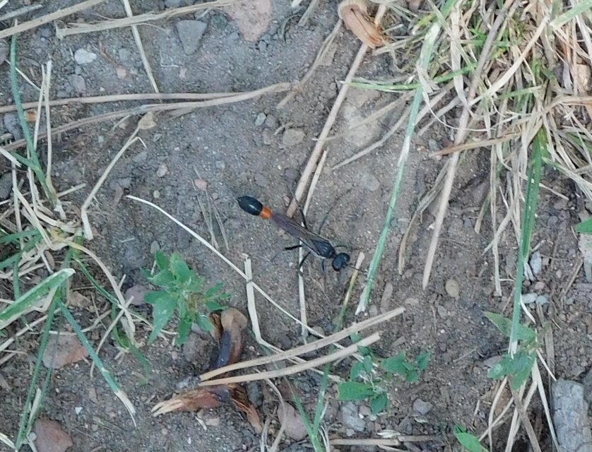 Ammophila sabulosa - homoki hernyóölődarázs