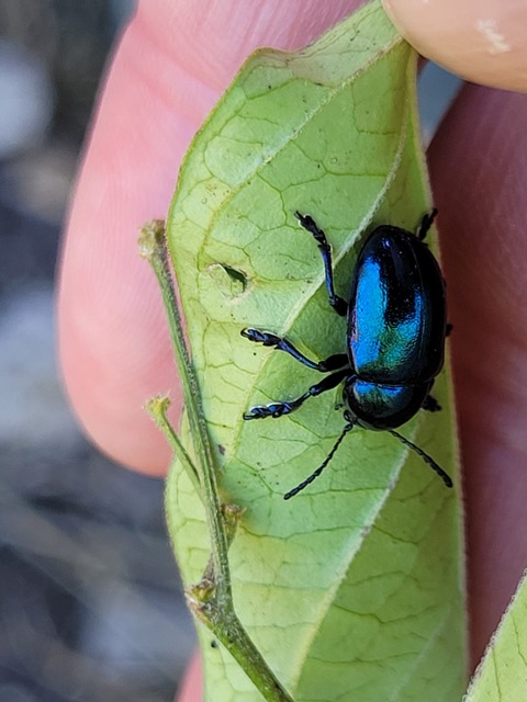 Chrysochus asclepiadeus - tündöklő méreggyiloklevelész