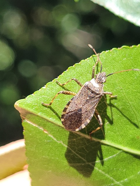 Ceraleptus gracilicornis - tüskéslábú karimáspoloska