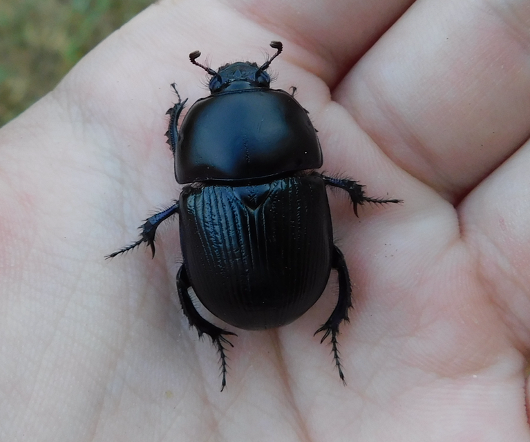 Geotrupes spiniger - közönséges álganéjtúró