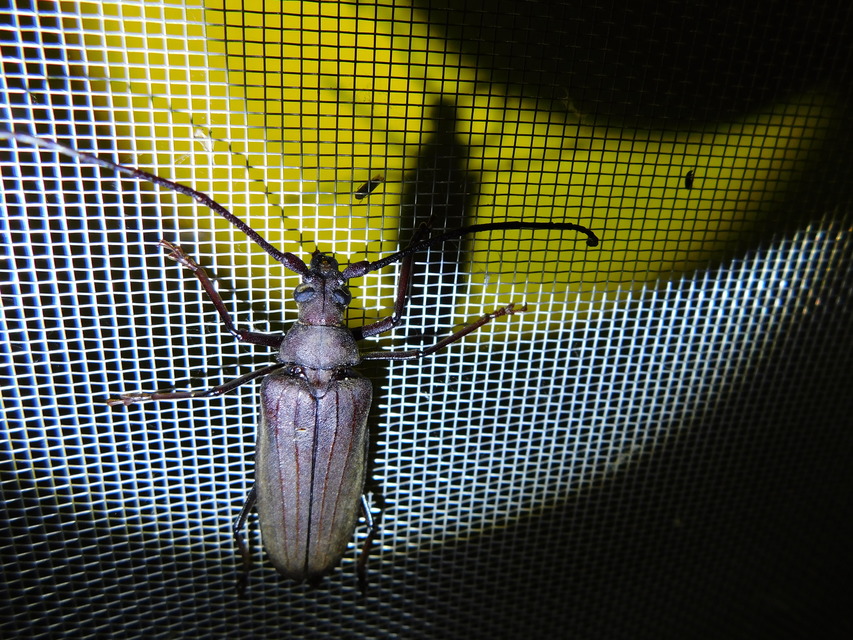 Aegosoma scabricorne - diófacincér